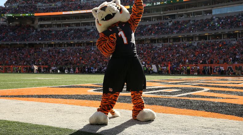 The mascot for the Cincinnati Bengals dances on the sideline during a game between the Bengals and the Seahawks at Paul Brown Stadium in 2015. Former Bengals linebacker Bill Bergey, for whom sadly no photo is available, surely would've flattened this cat if they ever met on a football field.
