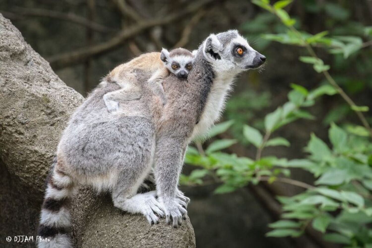 PHOTOS: This first look at Cincinnati Zoo's Zoo babies will be the best part of your day