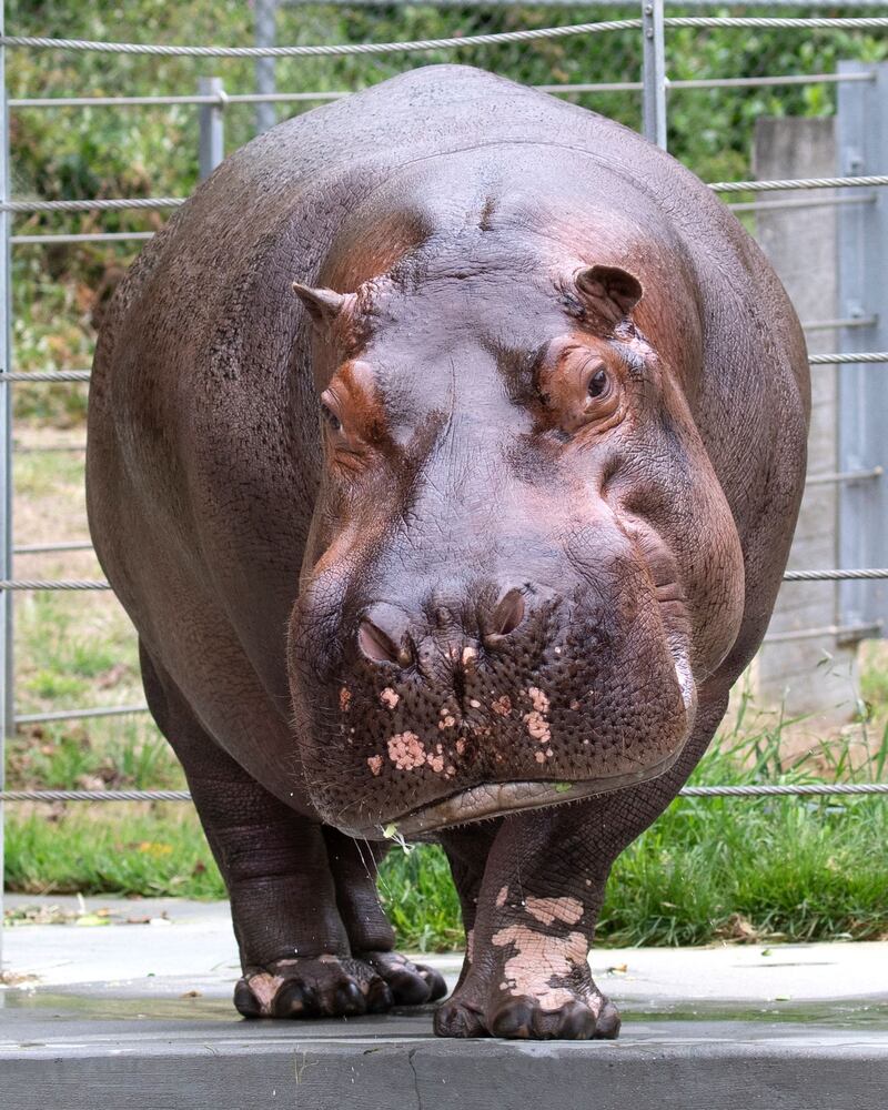 Really BIG news: 4,500-pound male hippo moves in with Fiona and her mom