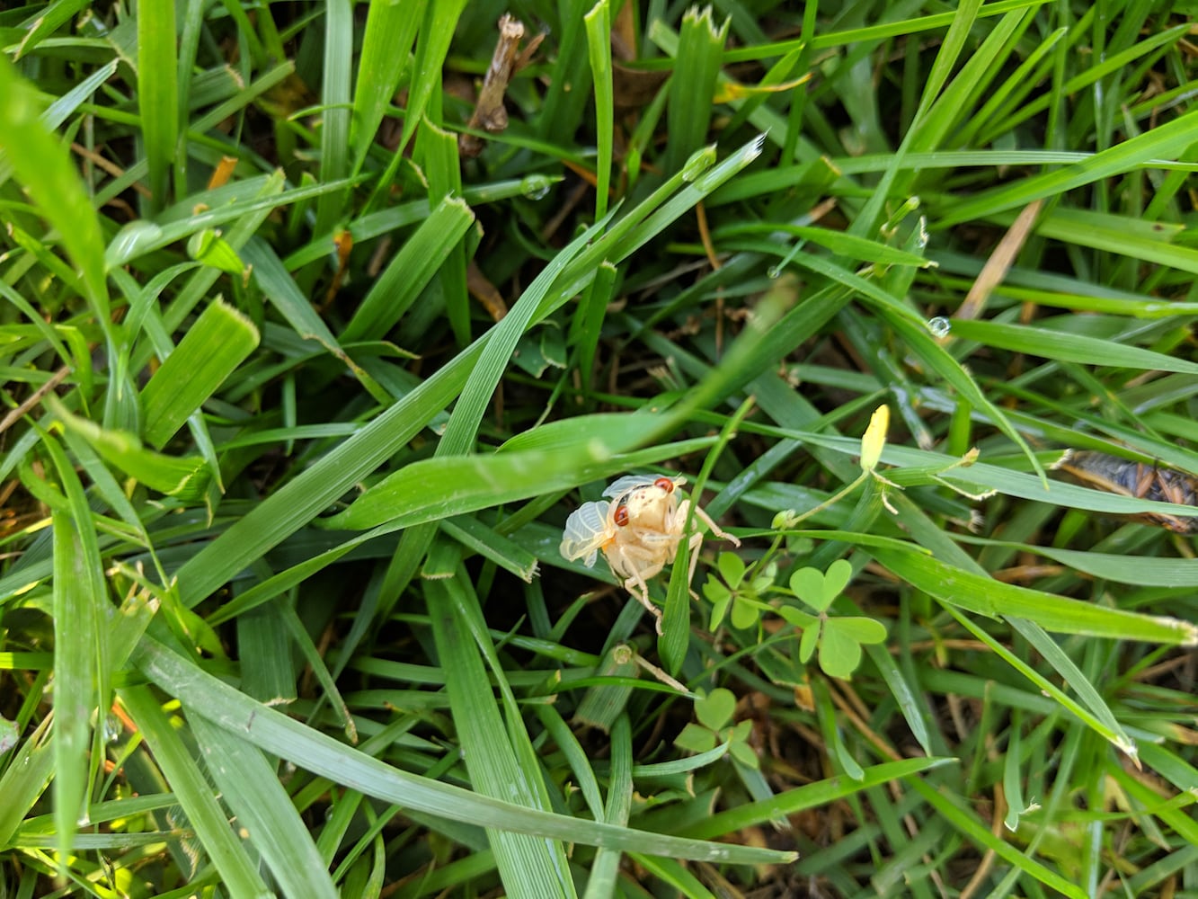 Cicadas Kettering 3