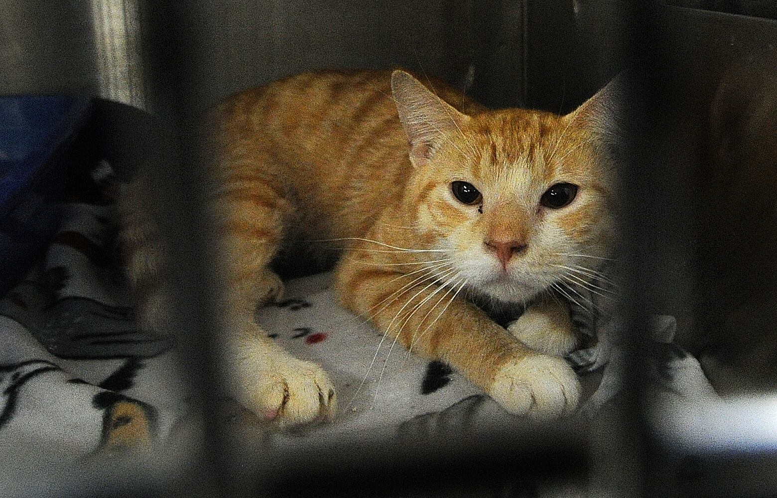 animal adoption Miami County