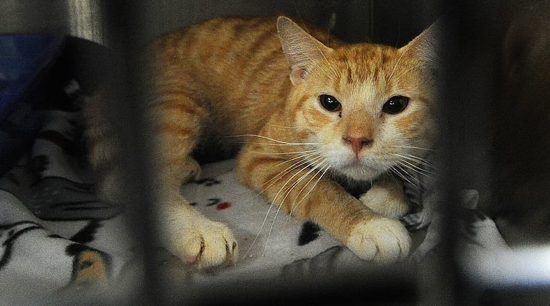 A cat that had previously been up for adoption at the Miami County Animal Shelter located at 1110 N. County Rd. 25A, Troy. The shelter is seeking increased fees to cover the cost of spayed and neutered cats and dogs. MARSHALL GORBY\STAFF FILE