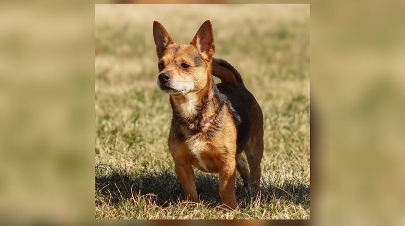 Brock is looking for his furever home at Humane Society of Greater Dayton. CONTRIBUTED