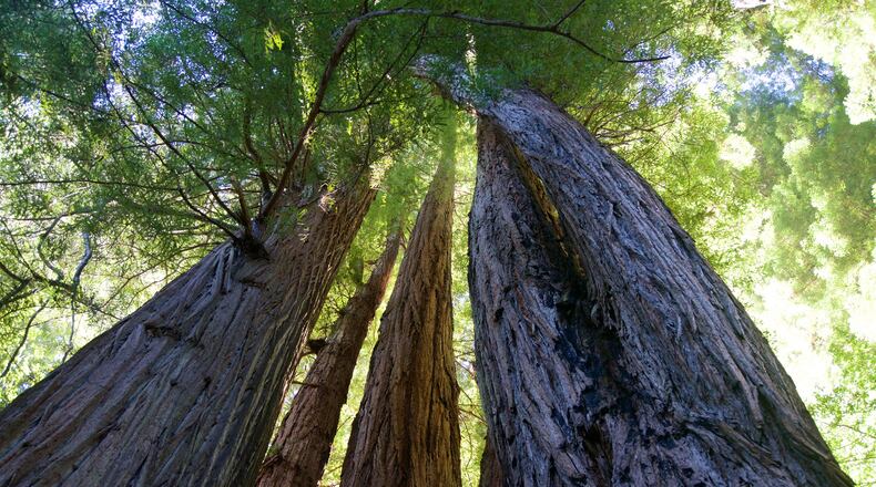 Redwoods in the Tall Trees Grove often stand more than 300 feet tall. Sequioa sempervirens can live for 2,000 years. (Brad Branan/Sacramento Bee/TNS)