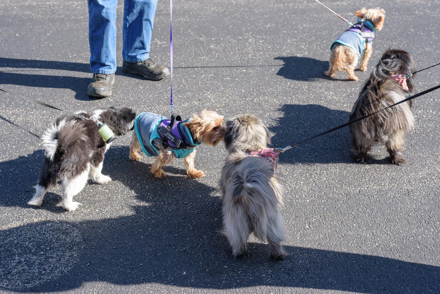 PHOTOS: Woof Walk at Woodland Cemetery & Arboretum