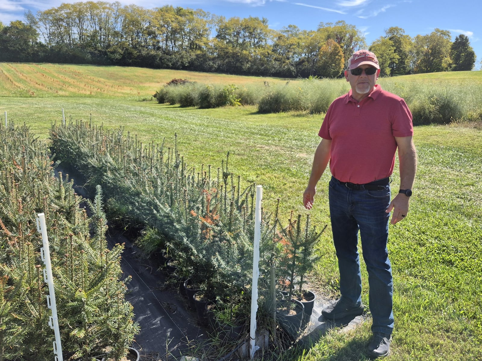 Mike Wentz now pots Christmas tree seedlings to keep them watered after recent droughts took a toll on his future stock. MICHAEL KURTZ / STAFF