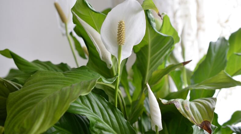 These white-petal, evergreen plants might be beautiful, but they re also toxic to dogs and cats. (Dreamstime)