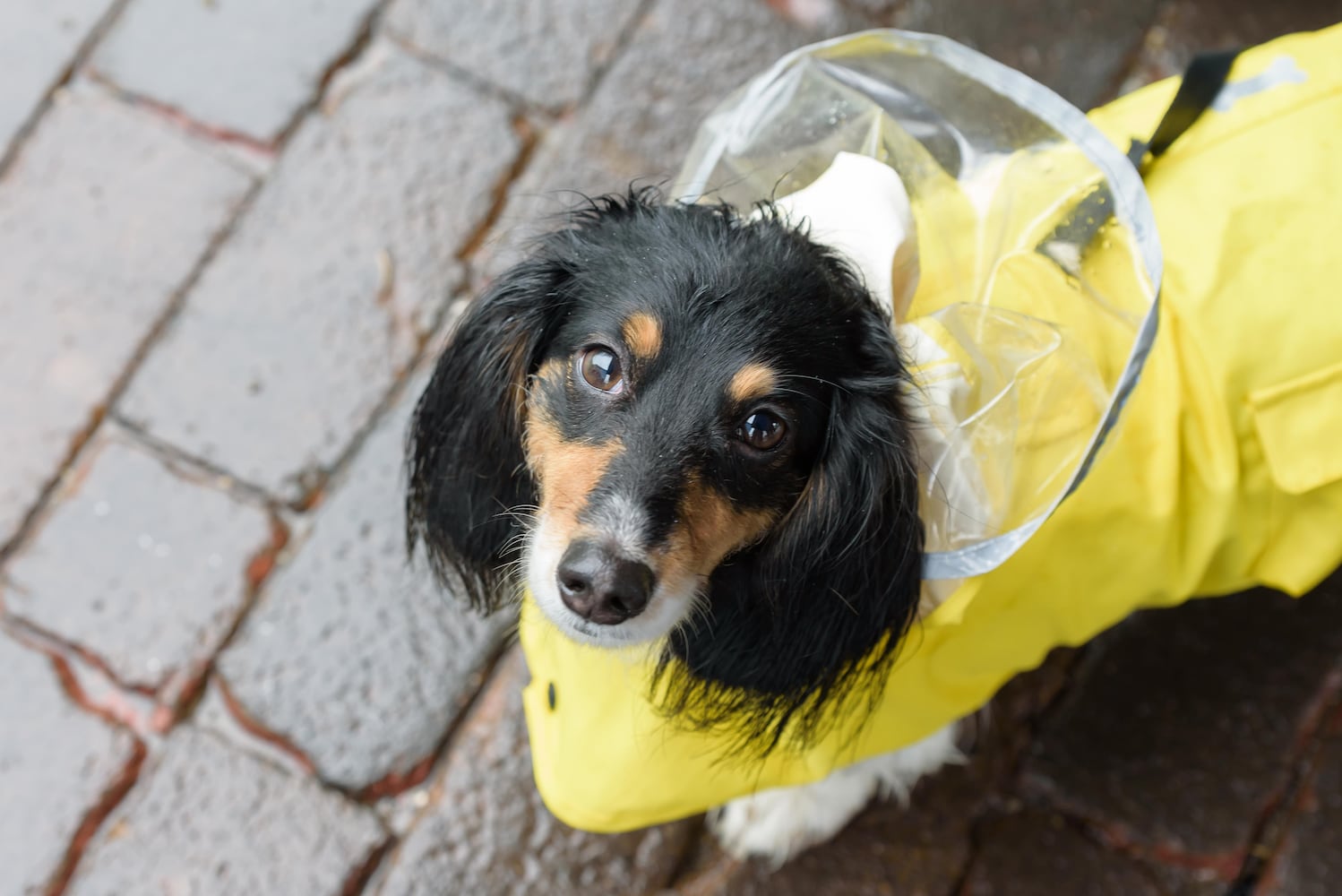 PHOTOS: 2025 Derby Day wiener dog races in the Oregon District