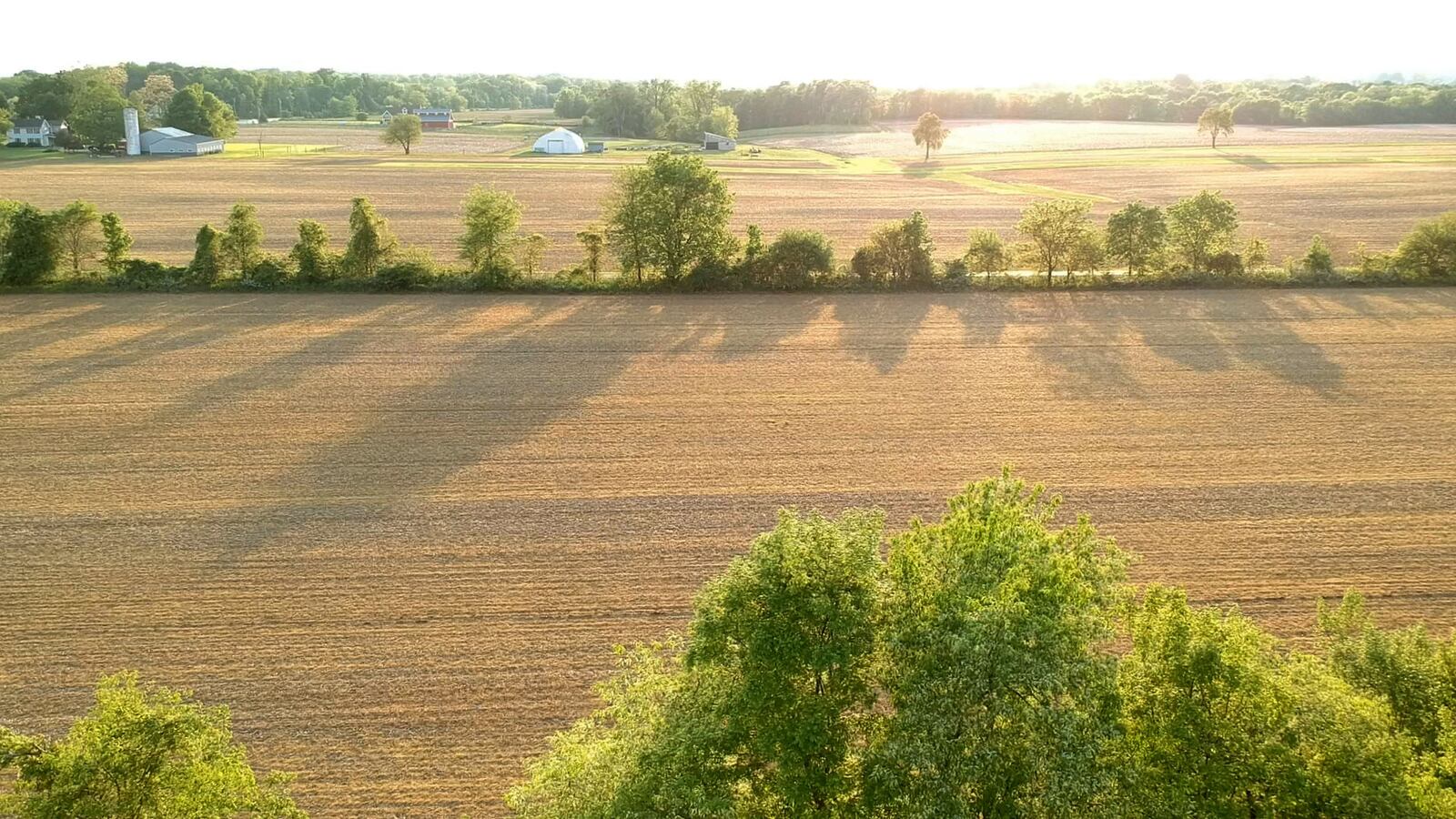 Soybean fields in Clinton County beginning to grow.   TY GREENLEES / STAFF