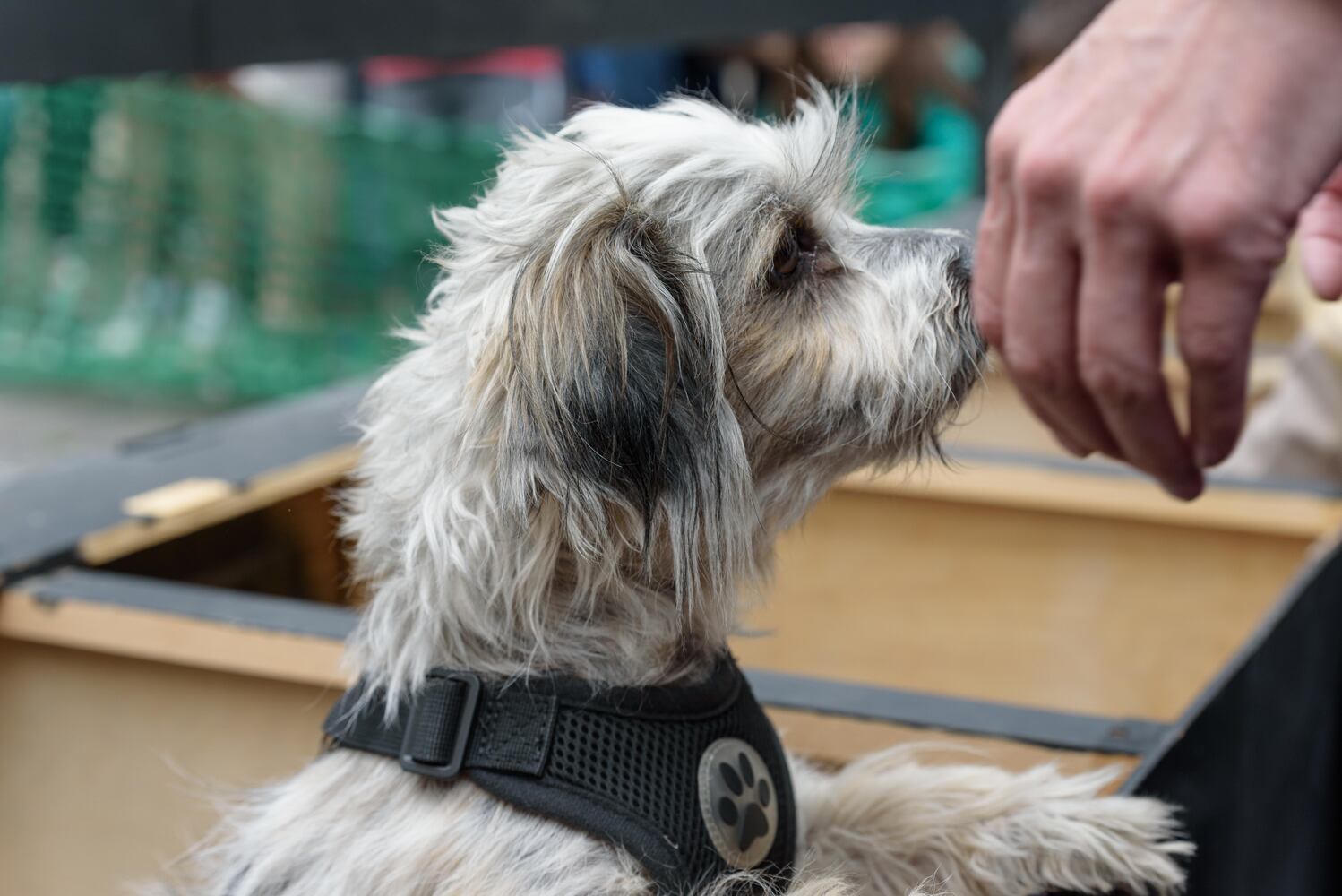 PHOTOS: Did we spot you at the Derby Day Wiener Dog Race in The Oregon District?