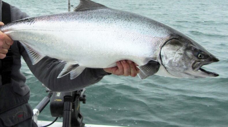 A chinook salmon caught in Lake Michigan in 2012. (Eric Sharp/Detroit Free Press/TNS)