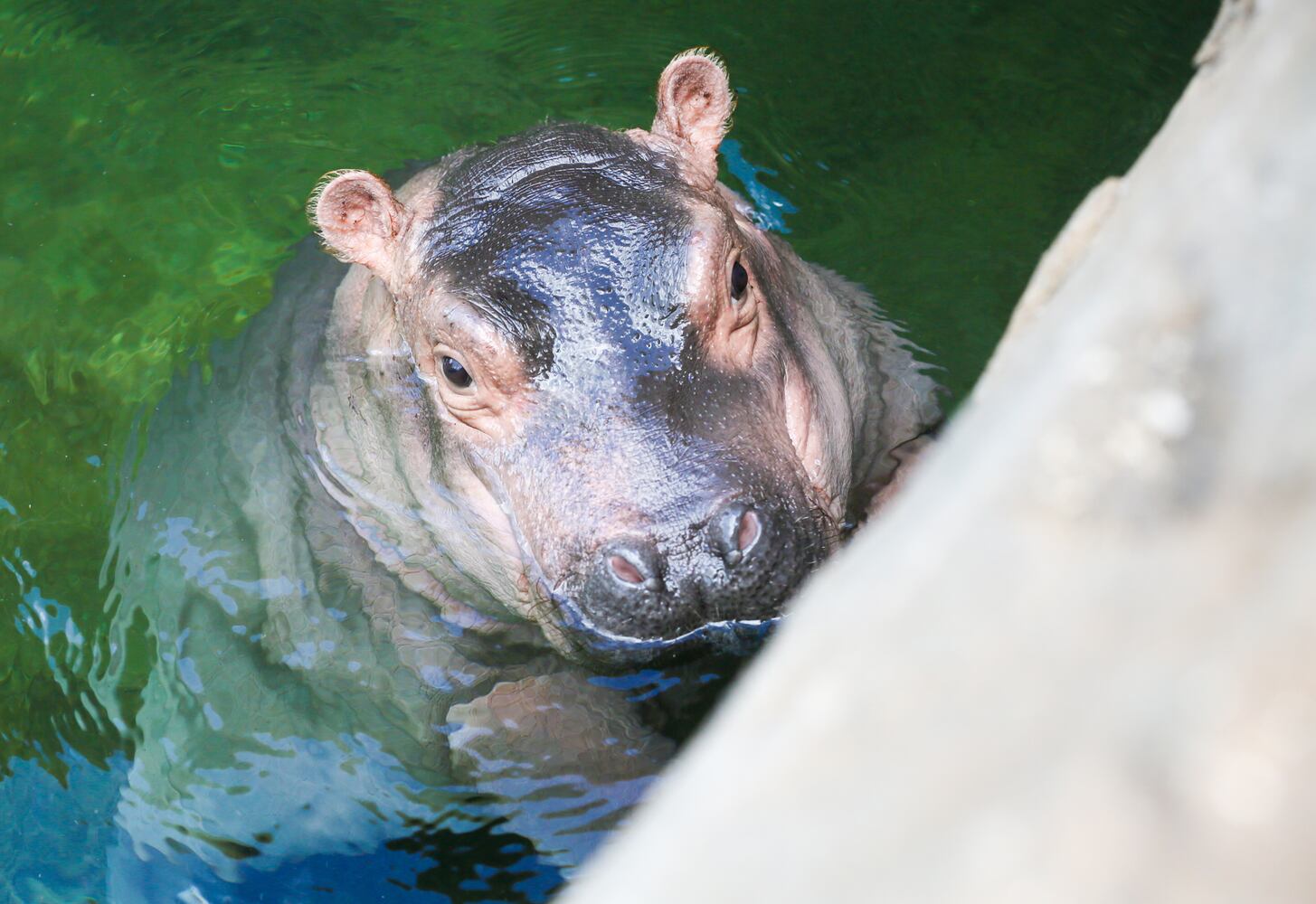 The Fiona Show: Cincinnati Zoo’s hippo gets her own Facebook series