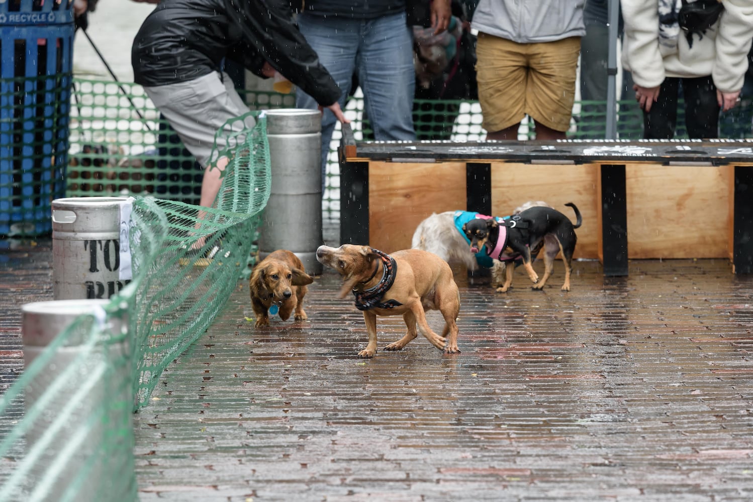 PHOTOS: 2025 Derby Day wiener dog races in the Oregon District