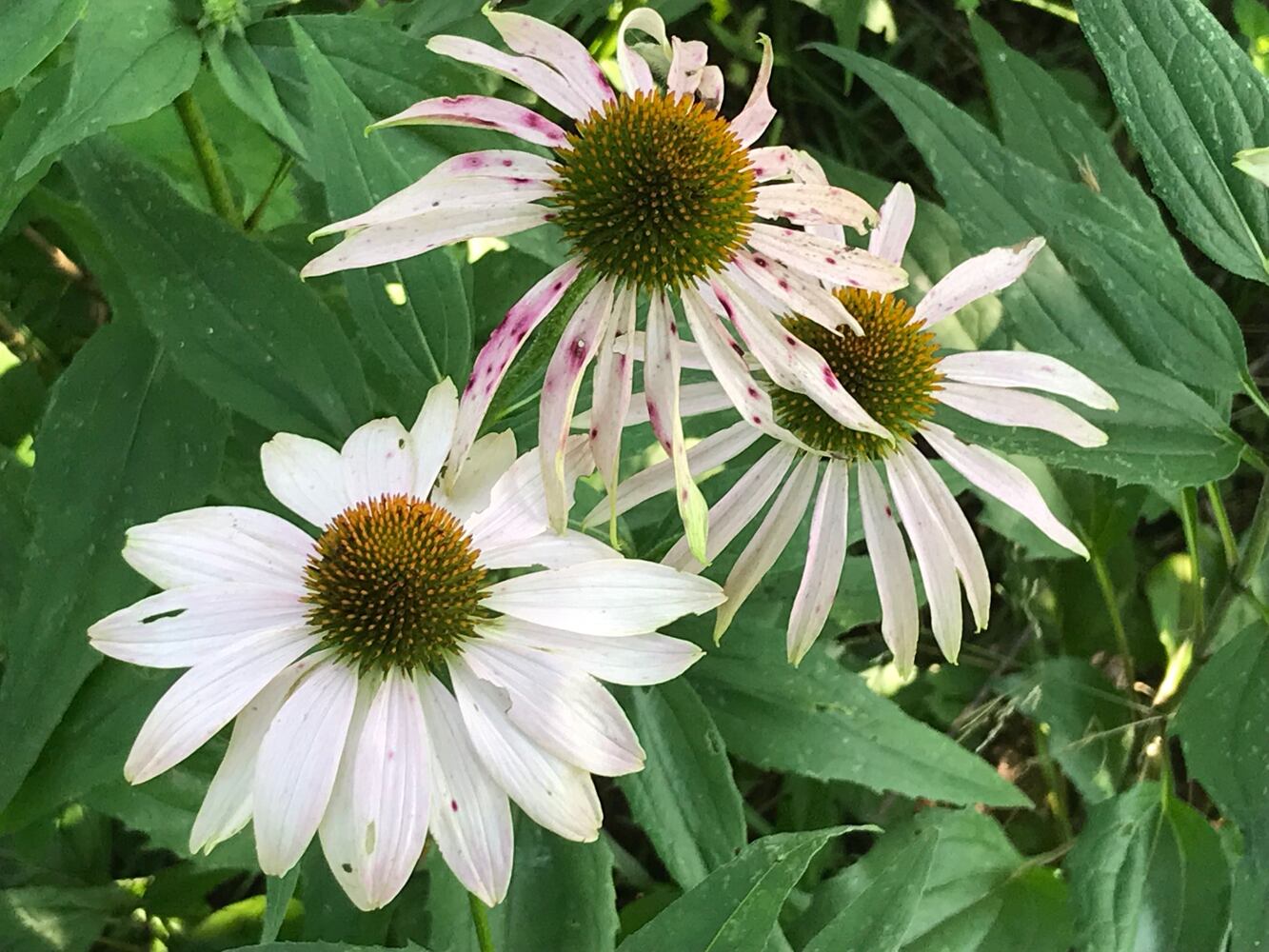 PHOTOS: This hidden park on the side of the road might be one of Dayton’s most peaceful spots