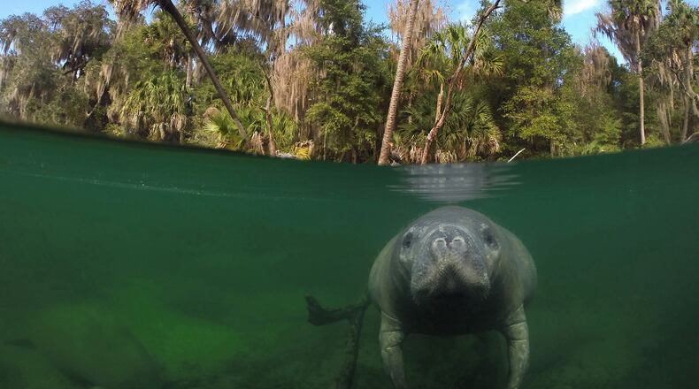 A curious manatee strikes a pose December 21, 2015 as the sea cow finds a warmer water refuge at Blue Spring State Park from the St. Johns River located in Orange City, Fla. (Red Huber/Orlando Sentinel/TNS)