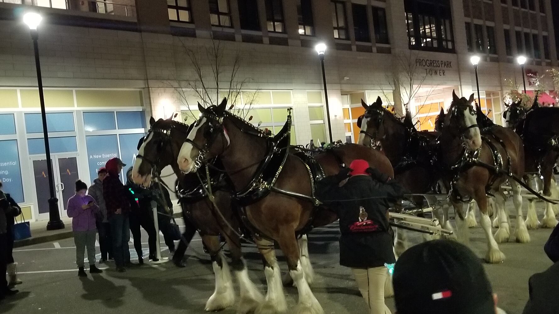 Budweiser Clydesdales team in Miamisburg today