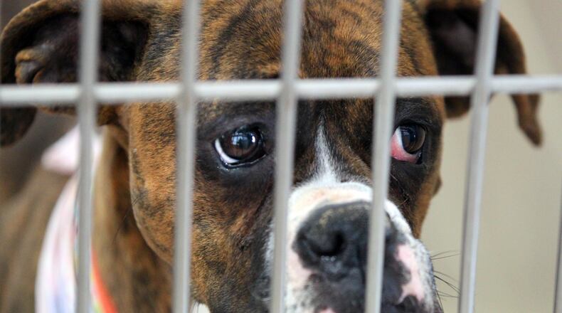 A dog is shown at the Animal Resource Center in this file photo. STAFF