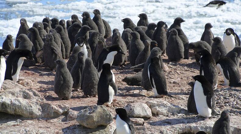 Adelie penguins are pictured in a nesting area about 20 kilometers from Japan's Syowa Station research facility at the South Pole on Jan. 18, 2020. Their Humboldt penguin cousins were treated to a field trip recently to the Nelson-Atkins Museum of Art in Kansas City, Missouri.  (Kyodo News)