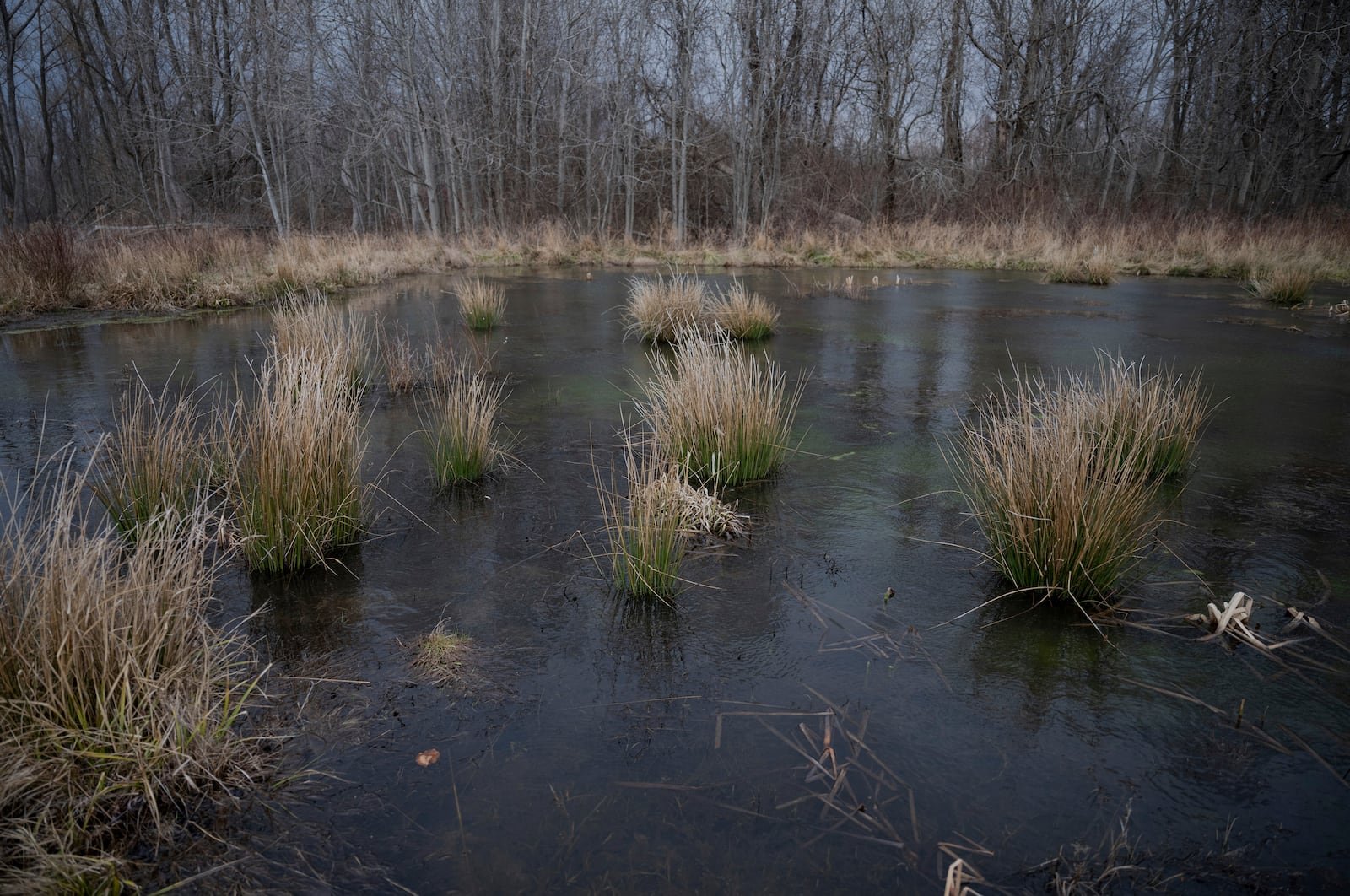 Water sits in a restored wetland at Cornwall Preserve, Saturday, March 22, 2025, in Pultneyville, N.Y. (AP Photo/Maryel Pryce)