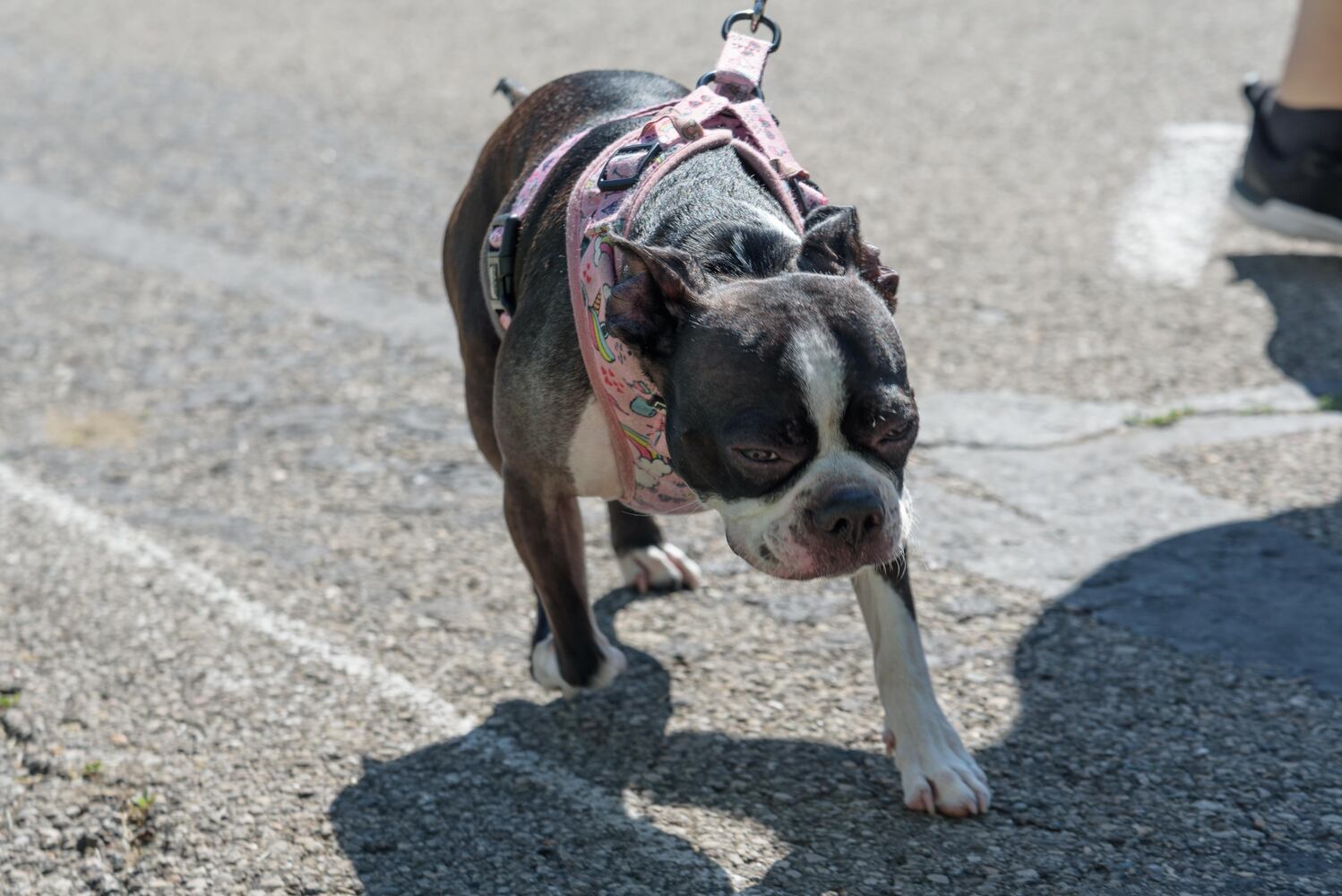 PHOTOS: Did we spot you and your doggie during the Furry Skurry 5K & Furry Fest at Eastwood MetroPark?