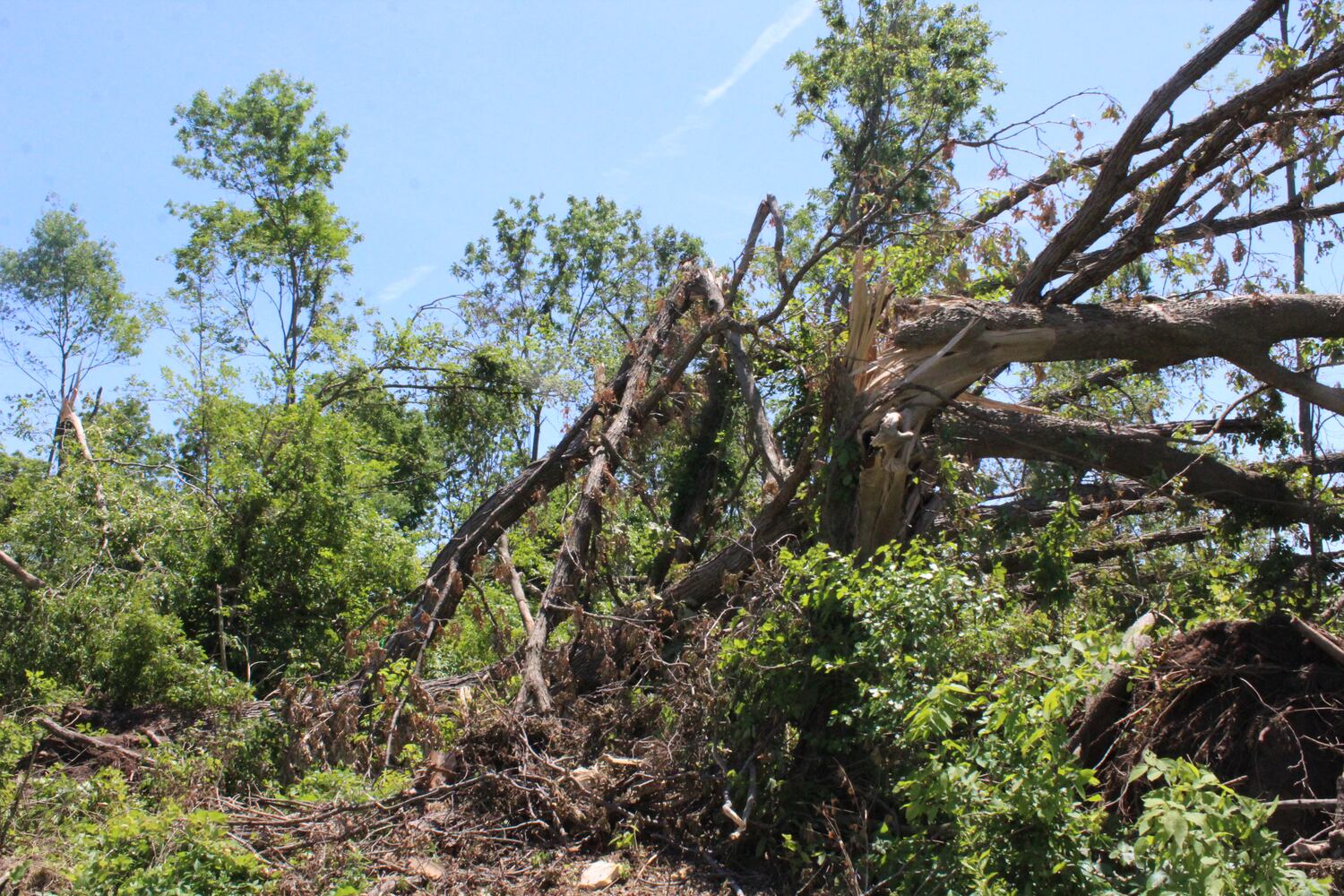 Photos: ‘extraordinary’ damage to parts of  Wegerzyn MetroPark, some parts mostly untouched