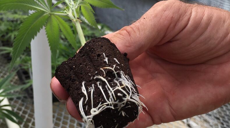 A marijuana plant grown by the company Aphria for medical purposes