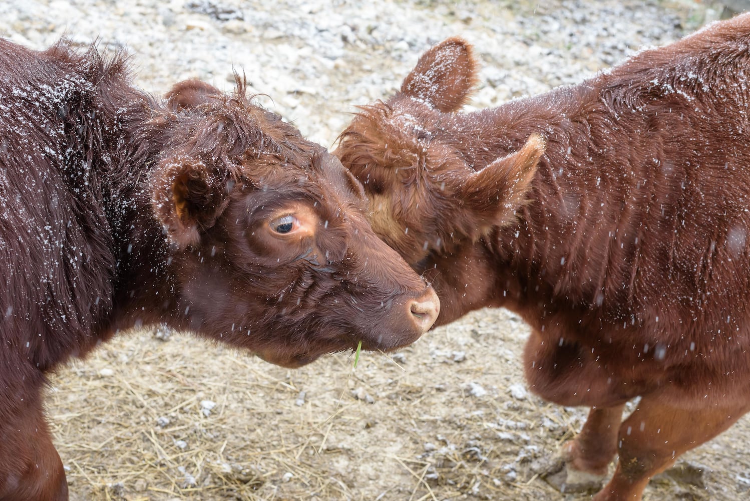 PHOTOS: 2025 Christmas on the Farm at Carriage Hill MetroPark