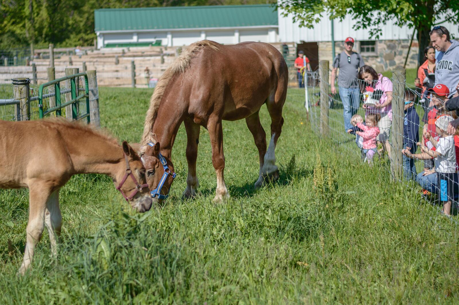 Aullwood Farm was the place to be on Saturday, May 13, 2017, for the annual Farm Babies Fest. Visitors had the chance to ooh and aah over baby animals, plus get a taste for life on the farm at this annual event at 9101 Frederick Pike, Dayton.