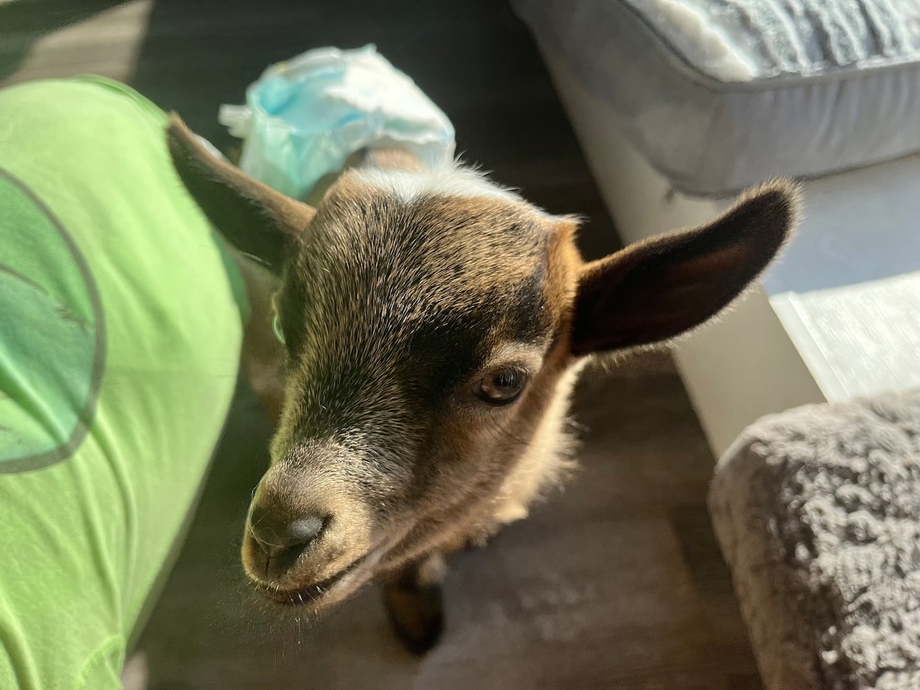 GoatCountry