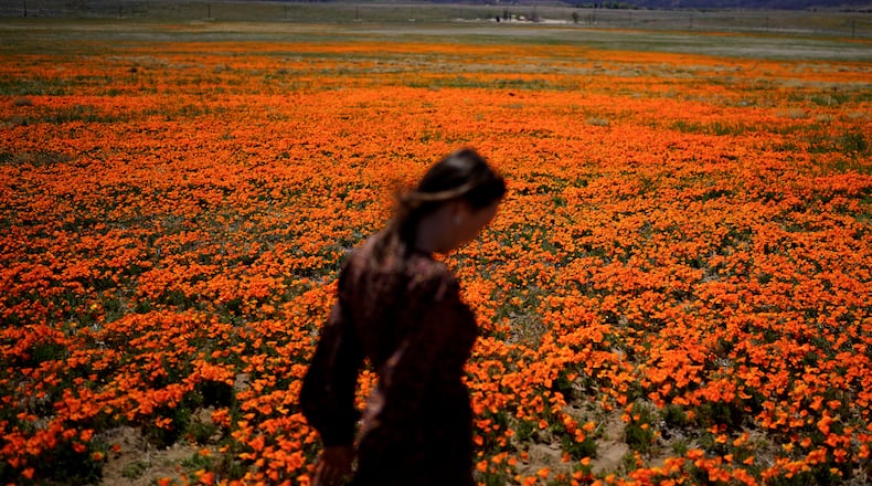 FILE - Elena Ivanov, visiting from San Jose, Calif., walks across a field covered with blooming poppies near the Antelope Valley California Poppy Reserve in Lancaster, Calif., March 30, 2022. (AP Photo/Jae C. Hong, File)