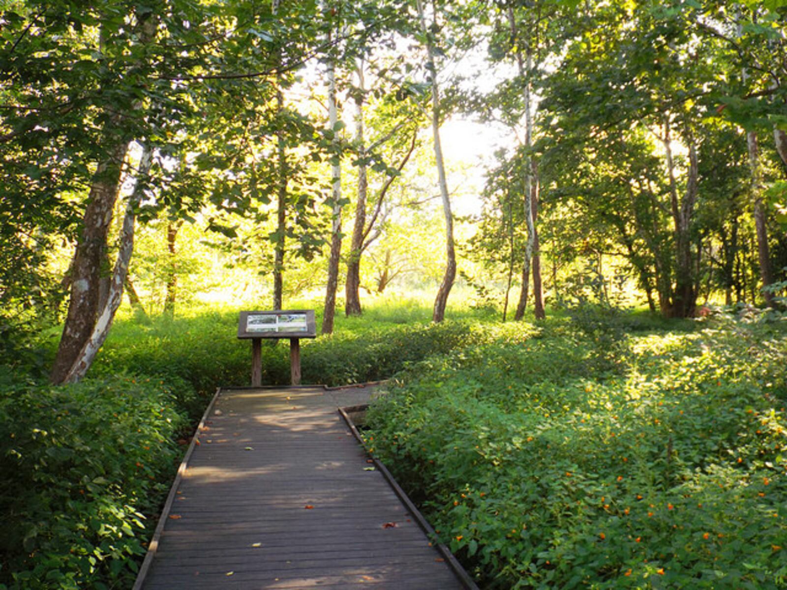 Woodman Fen has a 1,800 boardwalk that's ADA accessible. PHOTO / Five Rivers MetroParks