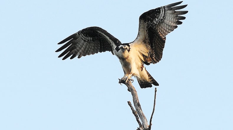 An osprey flexes its wings atop a tree branch on Monday, April 3, 2023, near Enon in Clark County. The bird of prey once was a common site in North American but suffered a population decline from habitat destruction and the use of chemical pesticides, according to the Ohio Department of Natural Resources. Ohio’s osprey reintroduction program has been a success, ODNR said. MARSHALL GORBY\STAFF