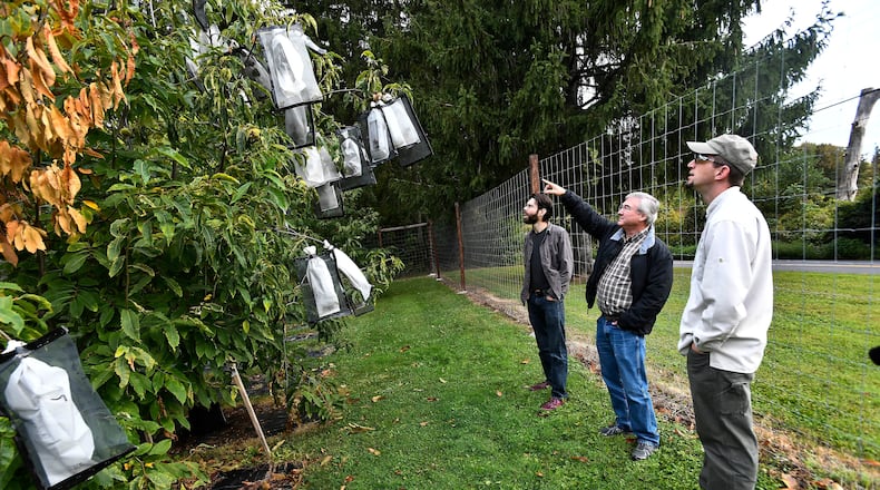 FILE - Vernon Coffey, left, William Powell and Andy Newhouse prepare to harvest genetically modified chestnut samples at the State University of New York's College of Environmental Science & Forestry Lafayette Road Experiment Station in Syracuse, N.Y., Sept. 30, 2019. (AP Photo/Adrian Kraus, File)