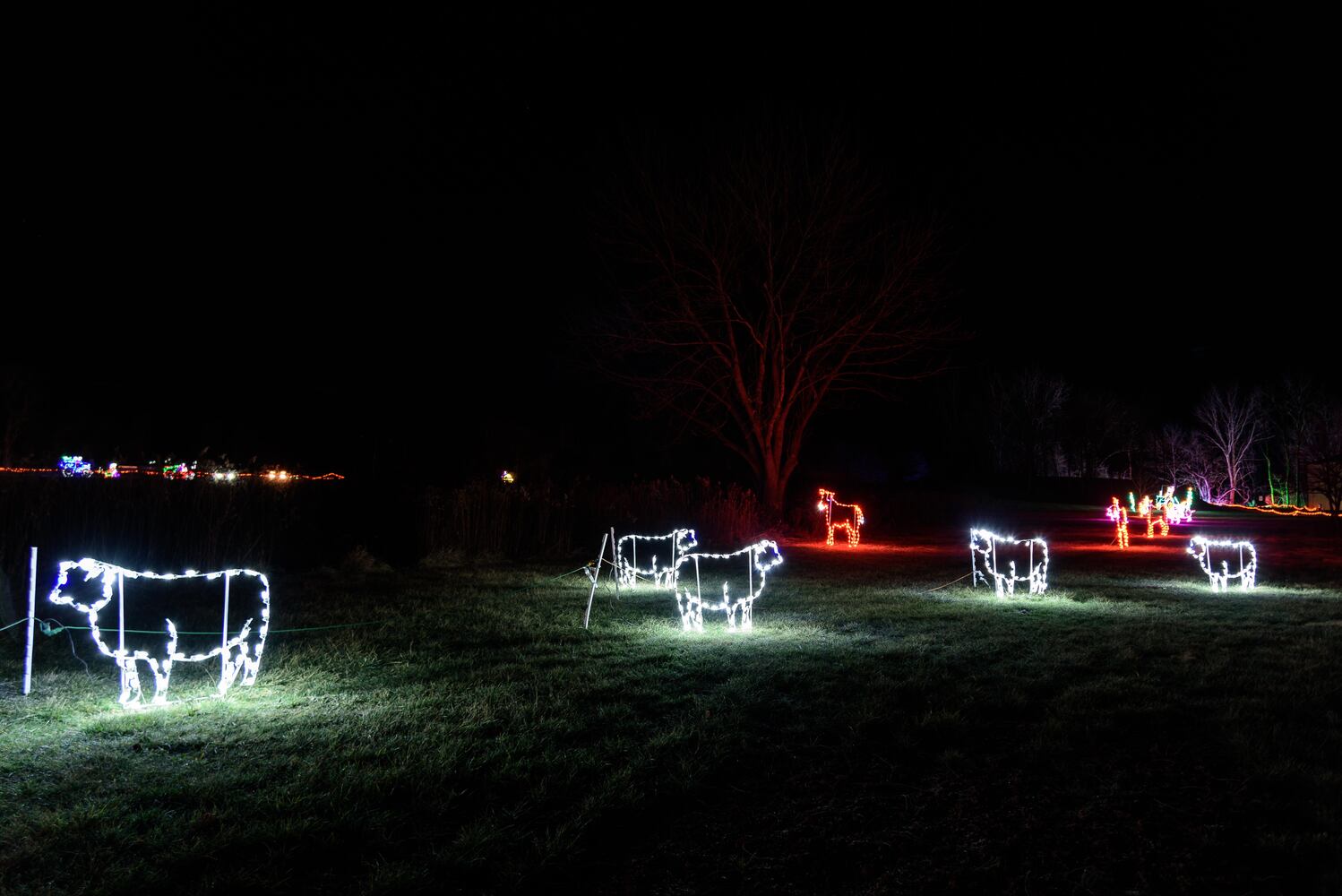 PHOTOS: ParkLights at Caesar Ford Park