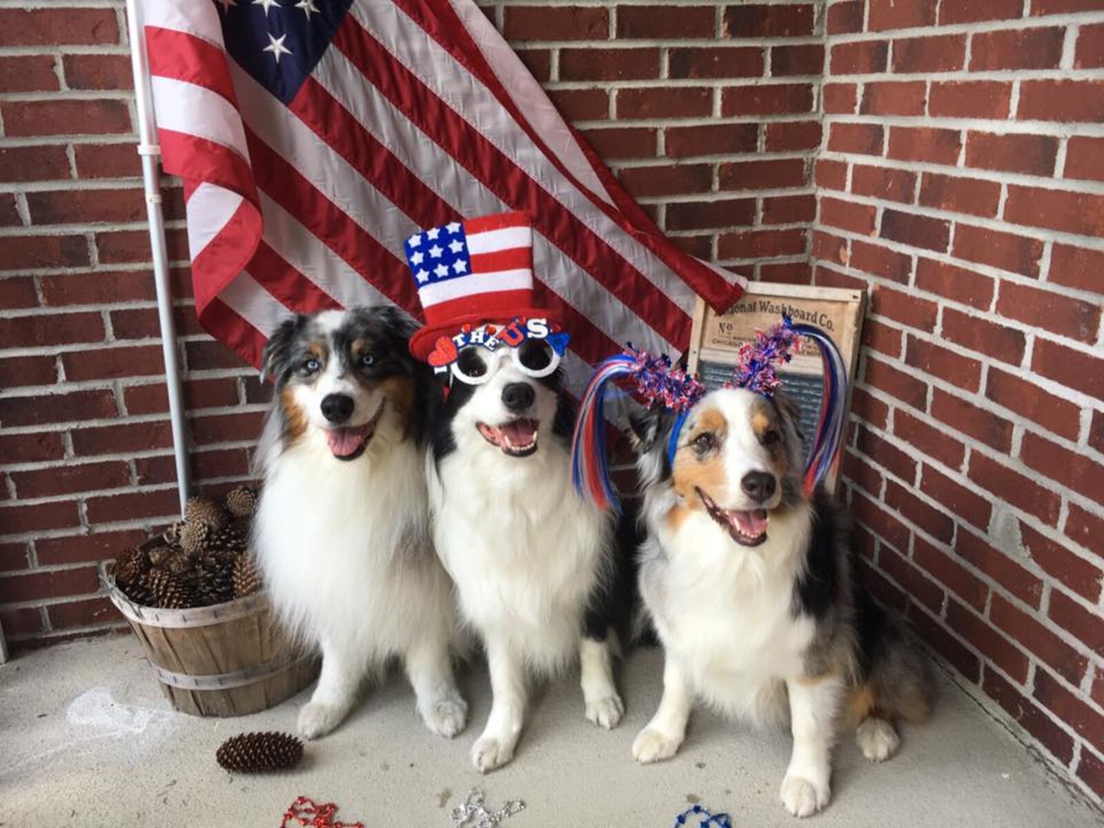 These West Milton canines wishes everyone a Happy Fourth of July (Contributed)