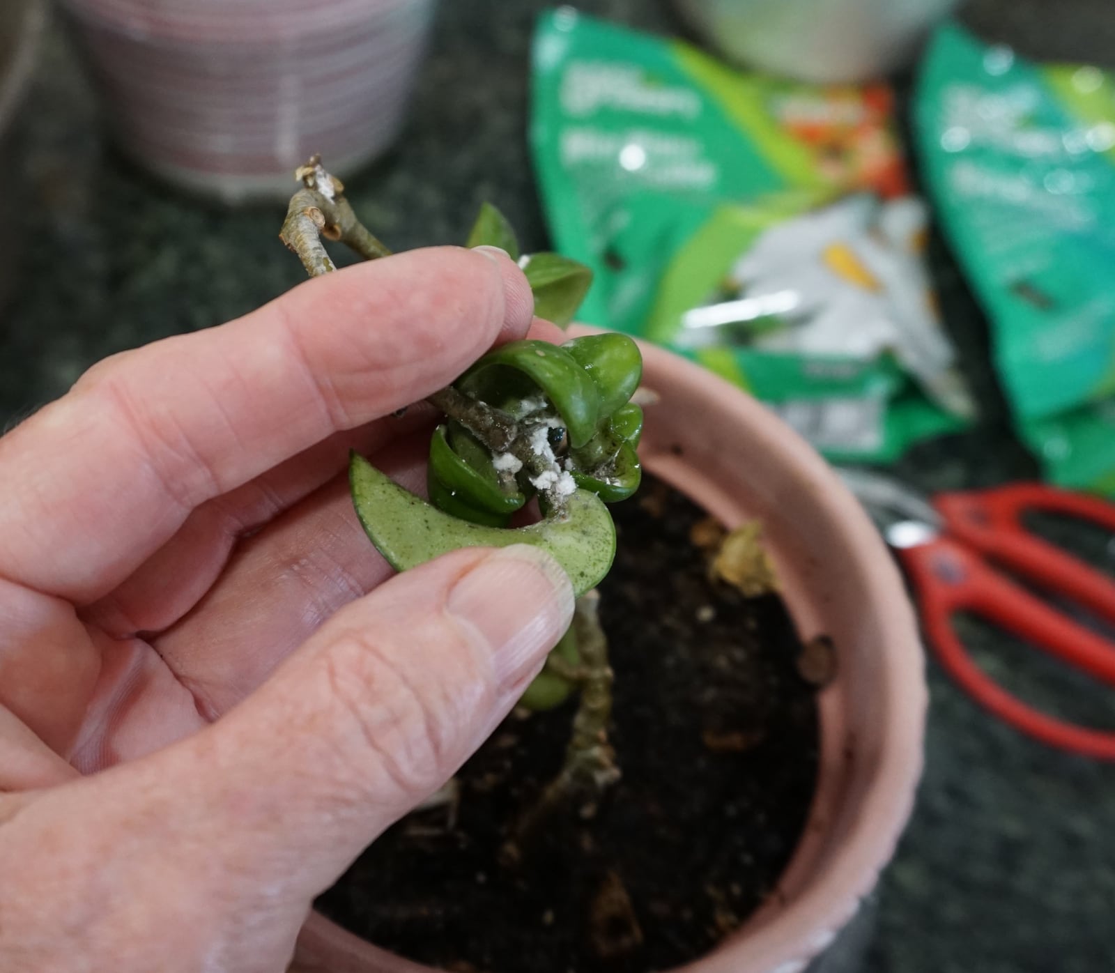 The white cottony mass on this hoya is mealybug, a piercing sucking insect. CONTRIBUTED PHOTO