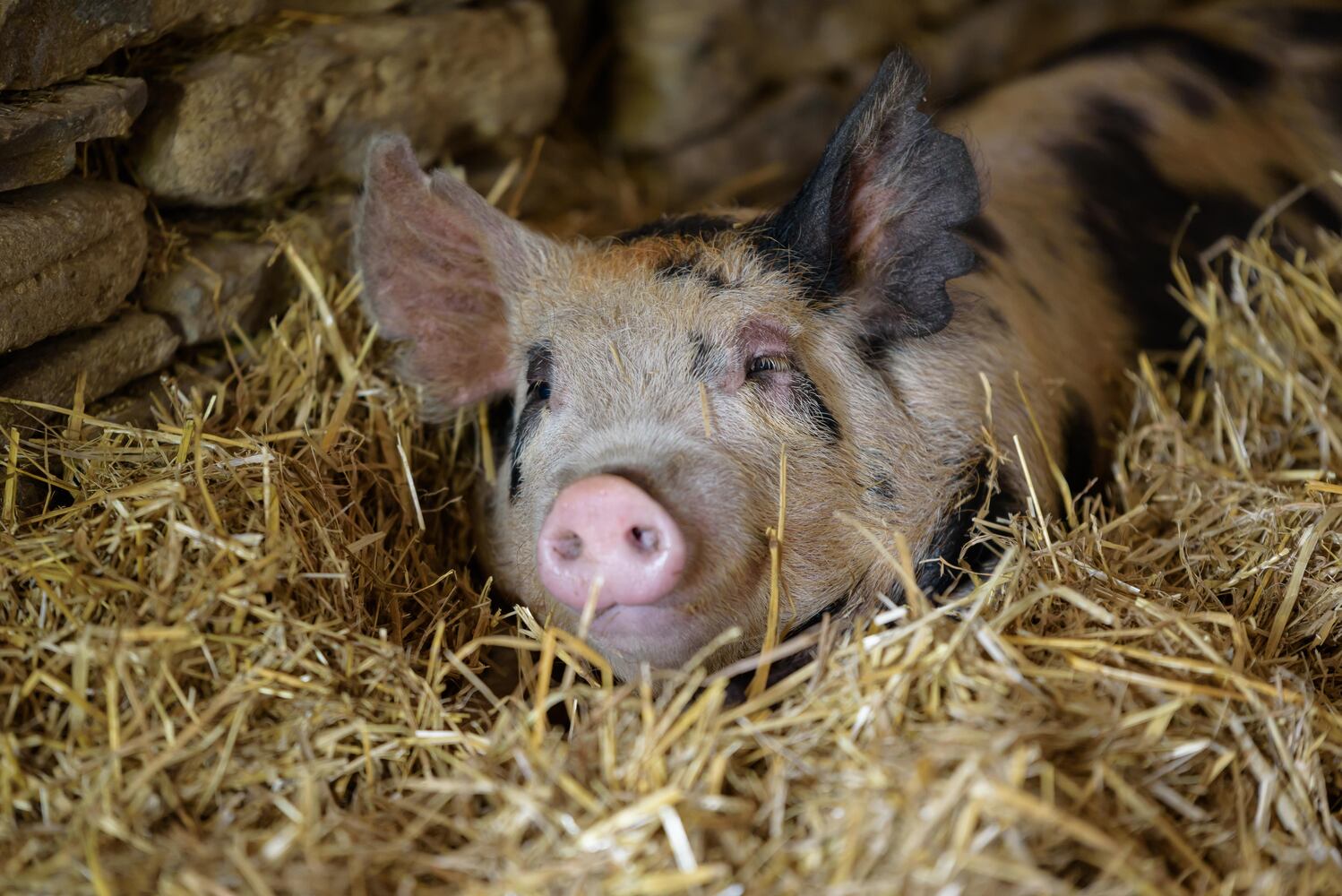 PHOTOS: Wooly Wonders - Spring on the Farm Family Event at Learning Tree Farm