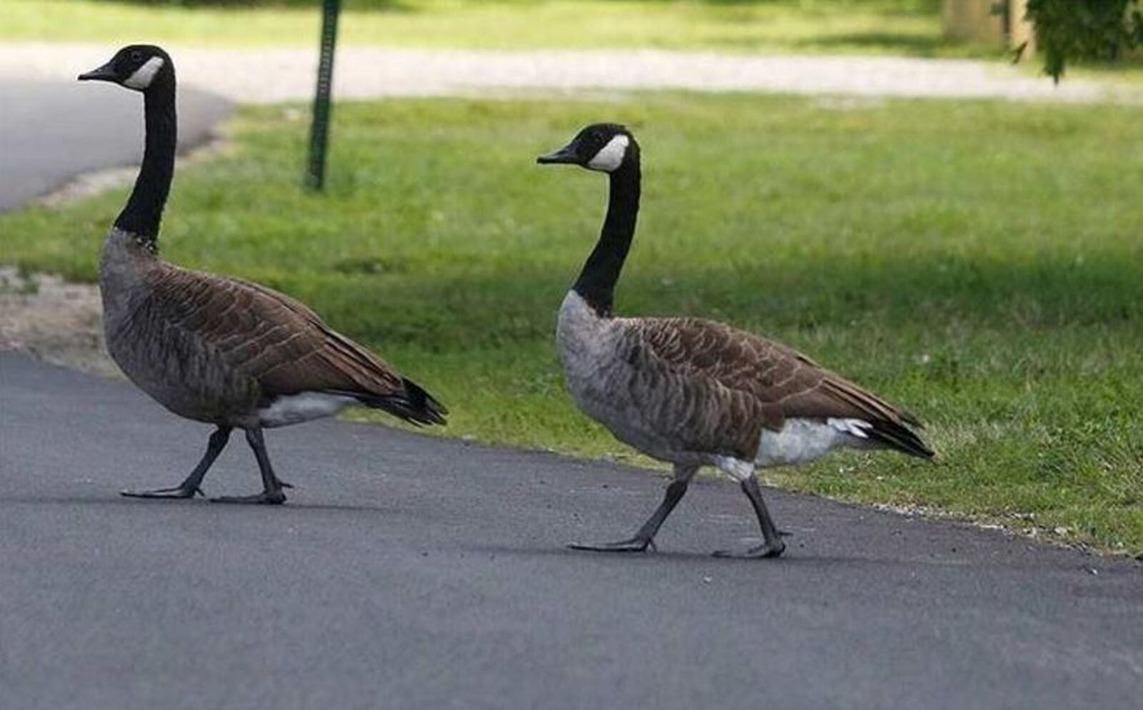 Deeming Canada geese a nuisance Downtown, the Columbus Department of Recreation and Parks hired a company to round up and euthanize 250 geese. TOM DODGE/THE COLUMBUS DISPATCH FILE PHOTO