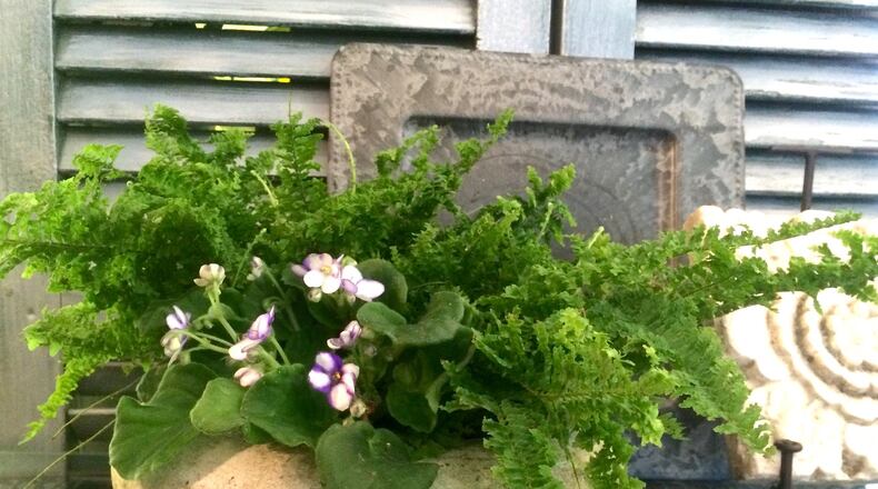 If you’re looking for a plant that can double as a centerpiece, consider combining a mix of small flowering plants with small green plants in a low pot. CONTRIBUTED PHOTO