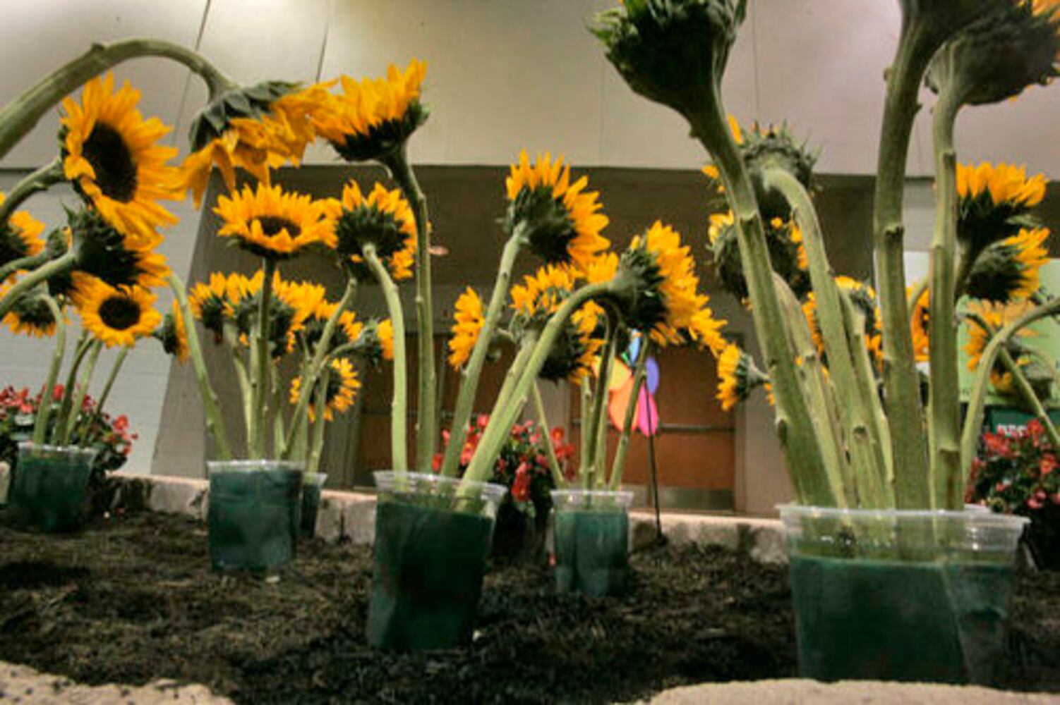 Dayton Home & Garden Show