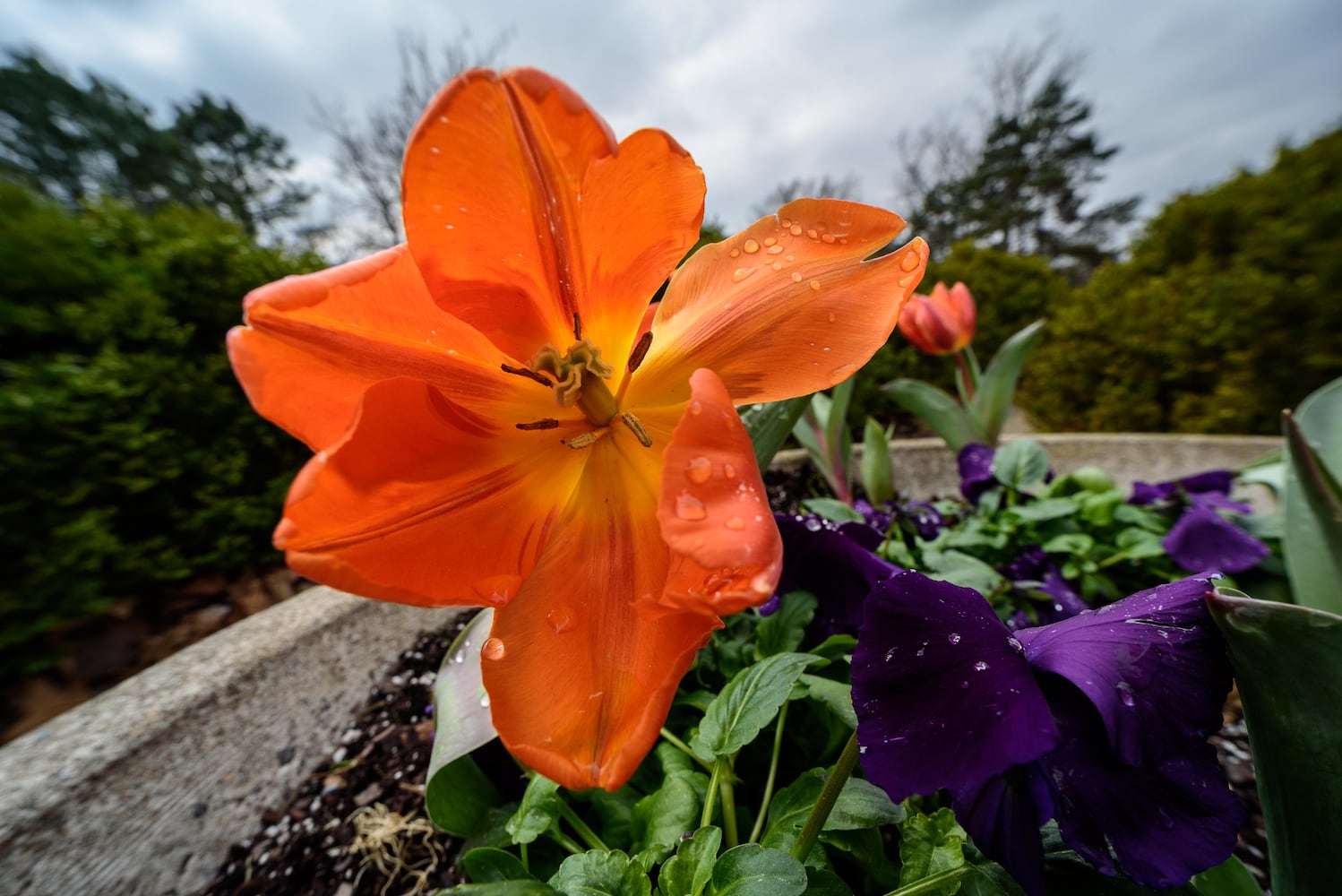 PHOTOS: Take a walk through beautiful Cox Arboretum this spring