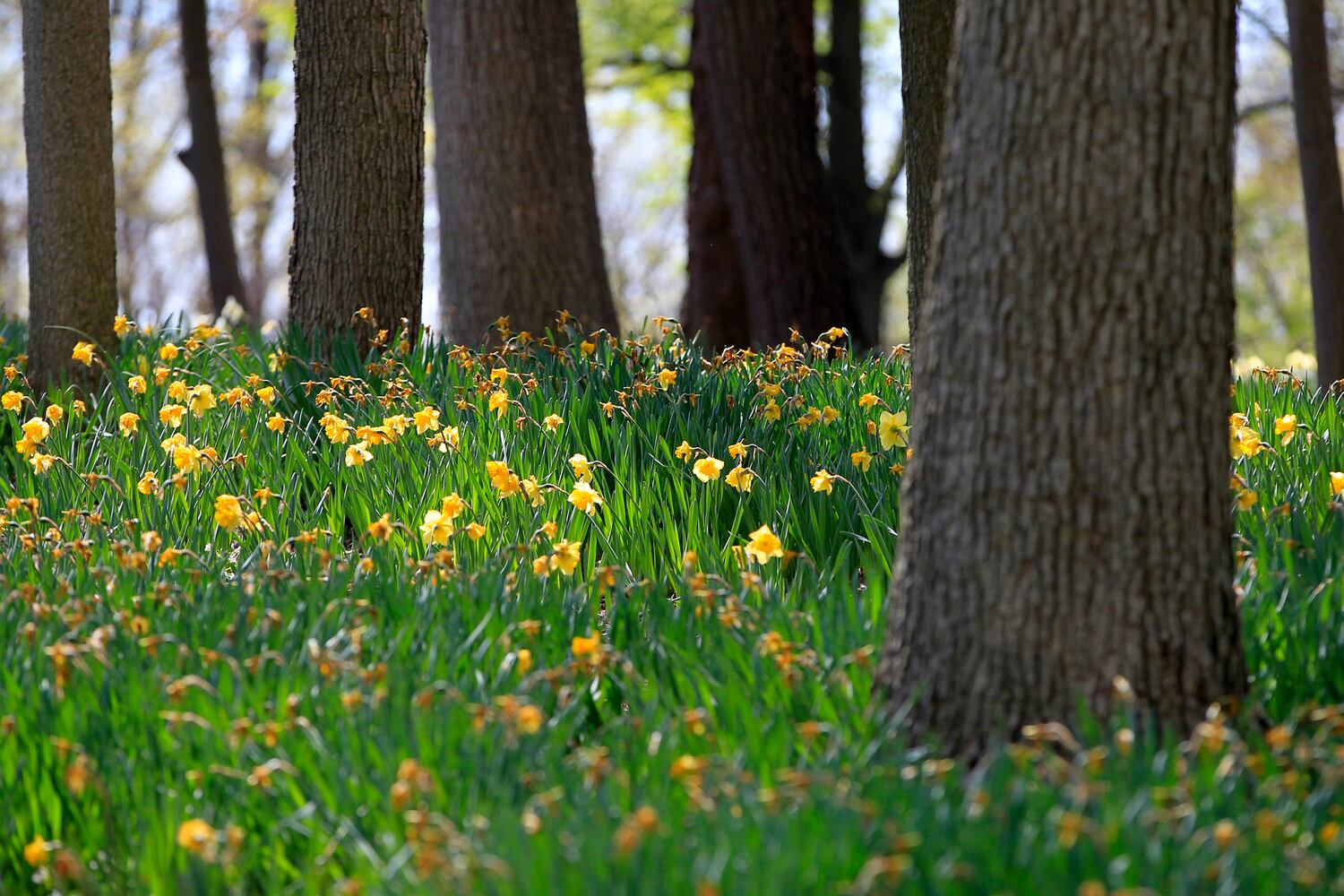 PHOTOS: Tens of thousands of daffodils on display in Oakwood