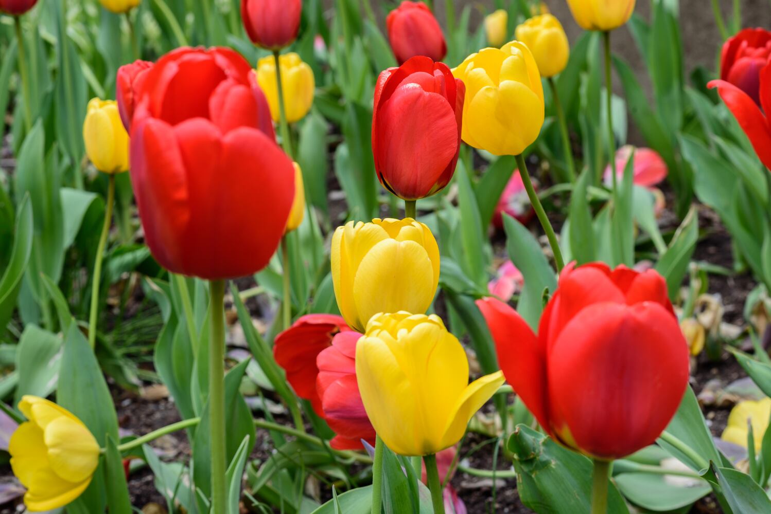 PHOTOS: Multi-colored tulips are in full bloom at Smith Memorial Gardens