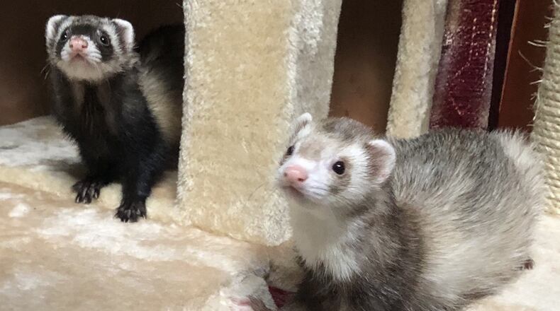 Luna (left) and Moose. MADI GIVEN