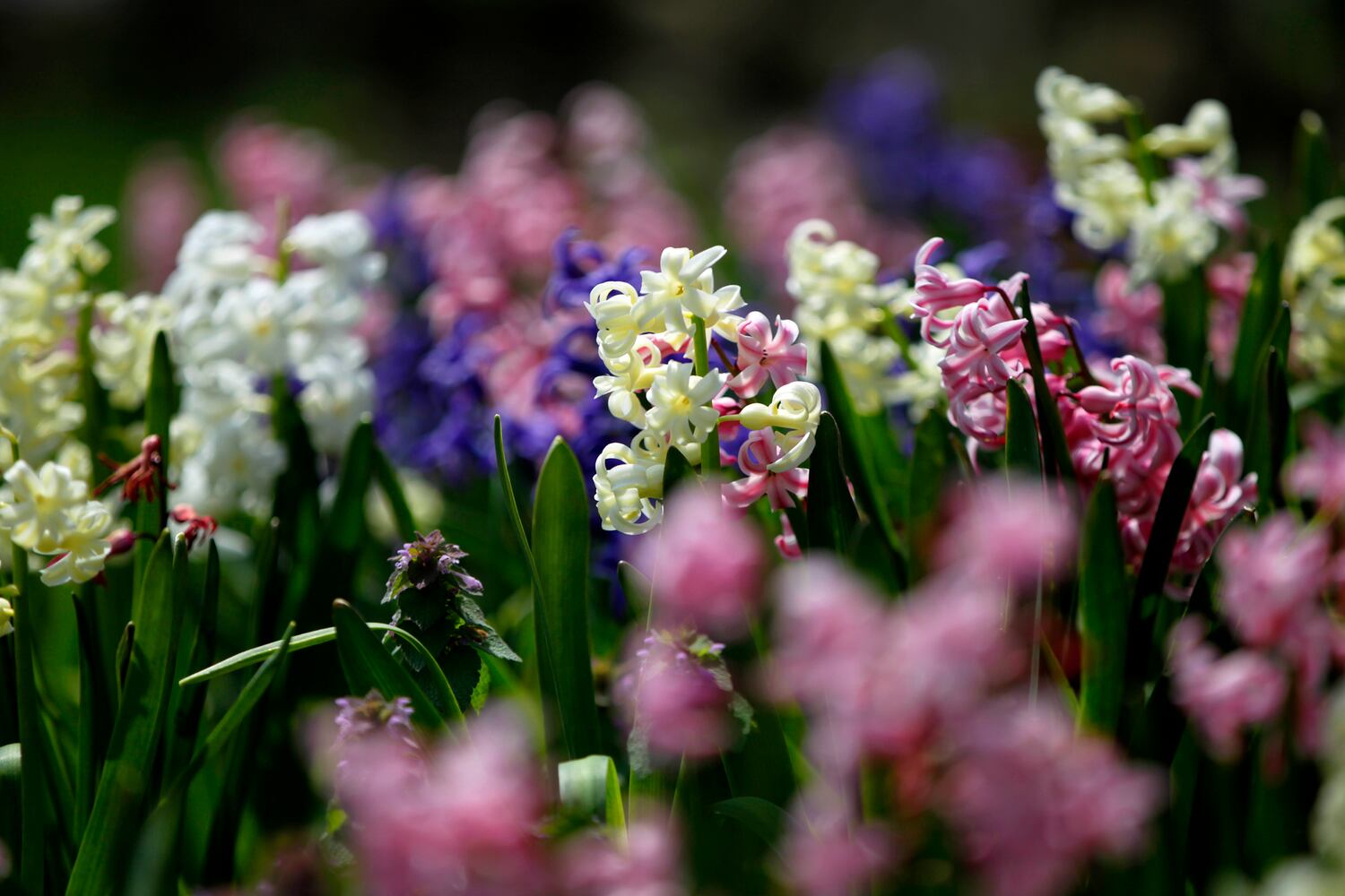 PHOTOS: Wegerzyn Gardens blooms in a brilliant display