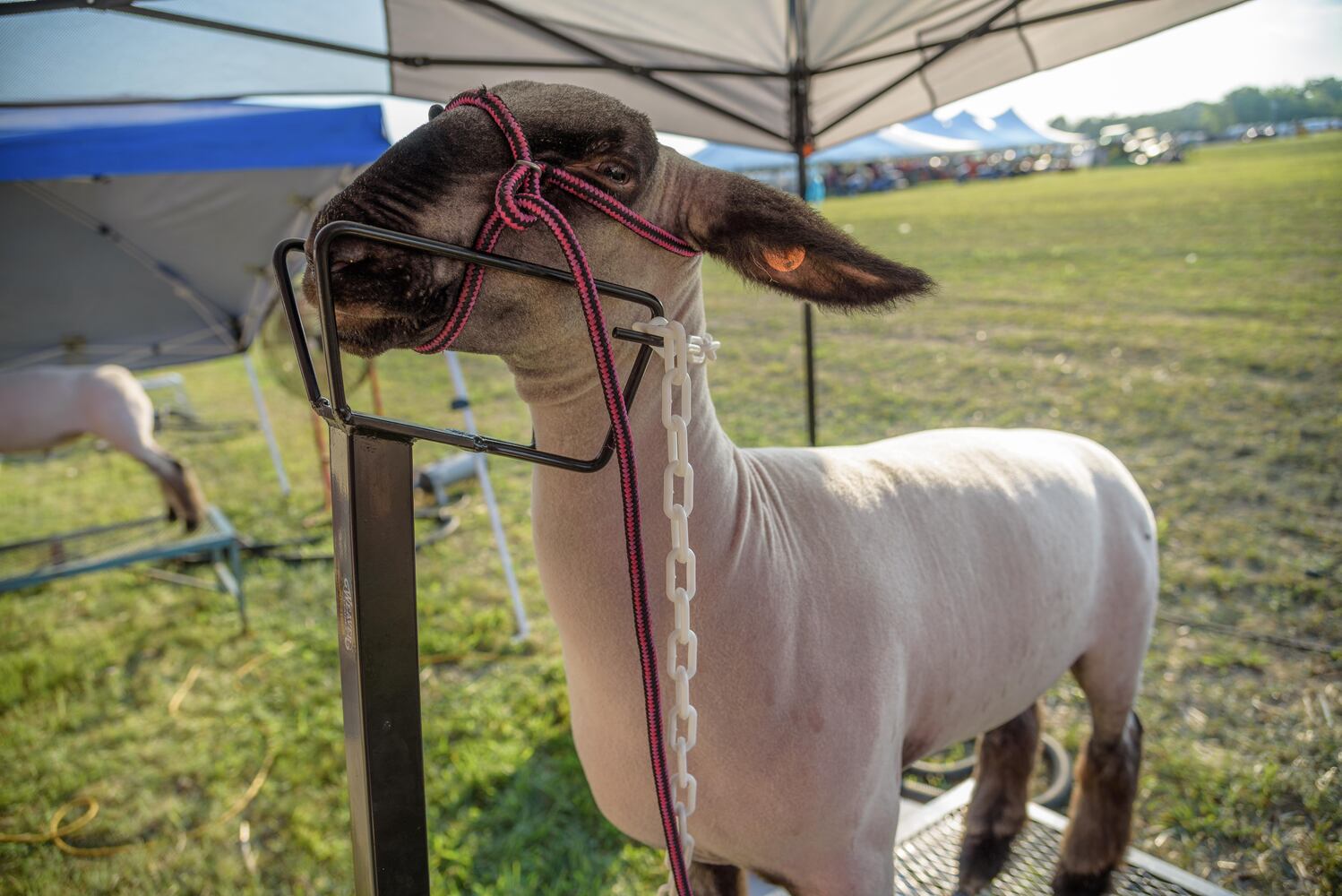 PHOTOS: Did we spot you at this year’s Montgomery County Fair?