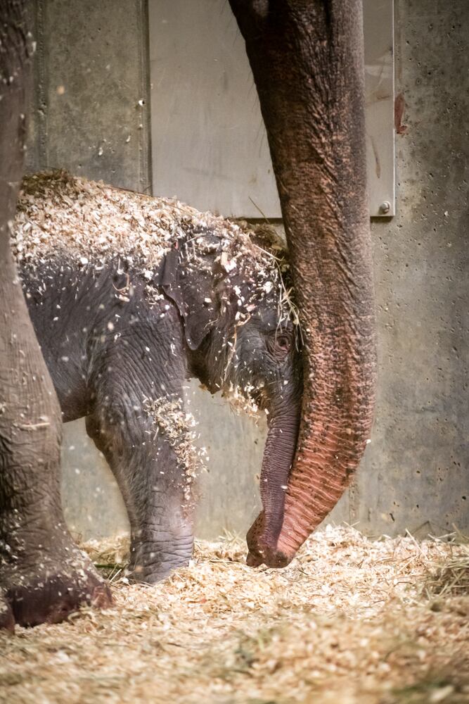 PHOTOS: Adorable baby elephant and sea lion steal the show at the Columbus Zoo