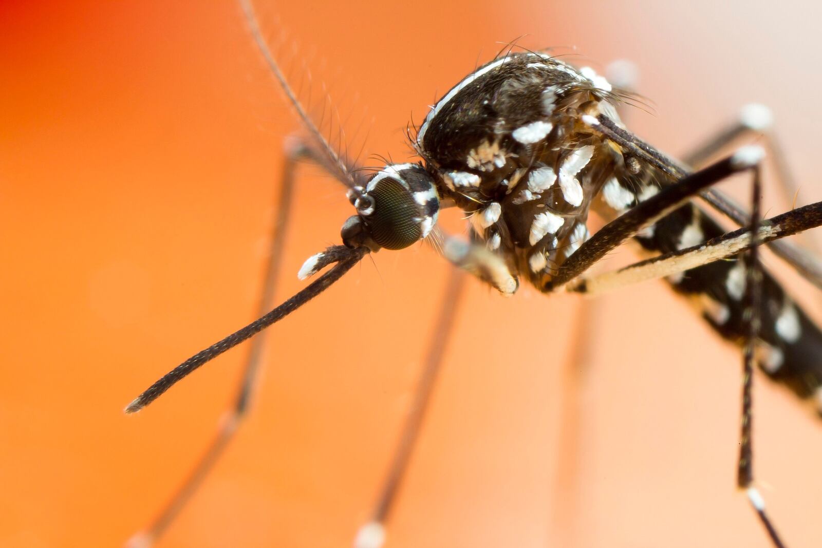 Aedes albopictus mosquito at about 4 times life-size magnification on sensor.