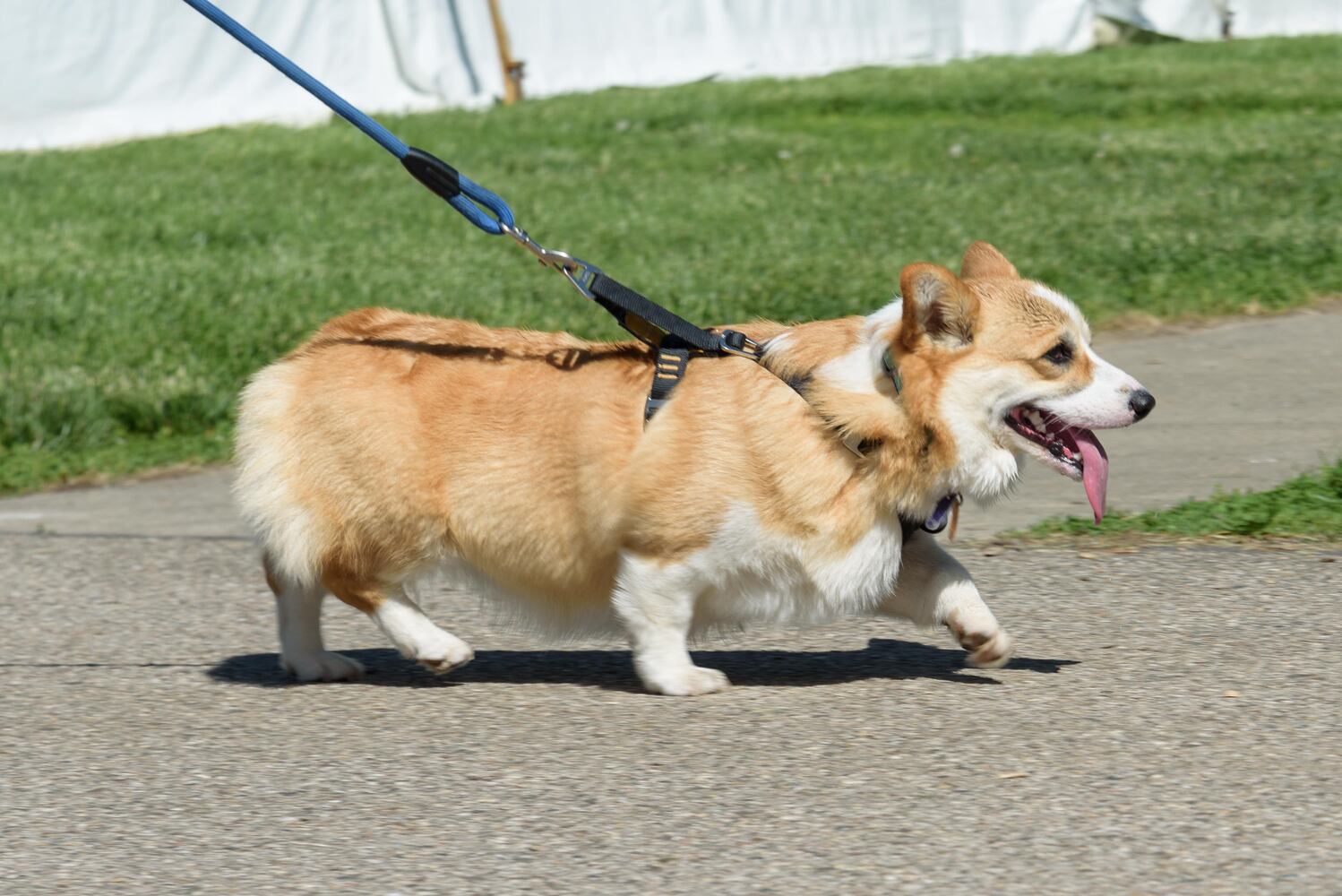 PHOTOS: Did we spot you and your doggie during the Furry Skurry 5K & Furry Fest at Eastwood MetroPark?