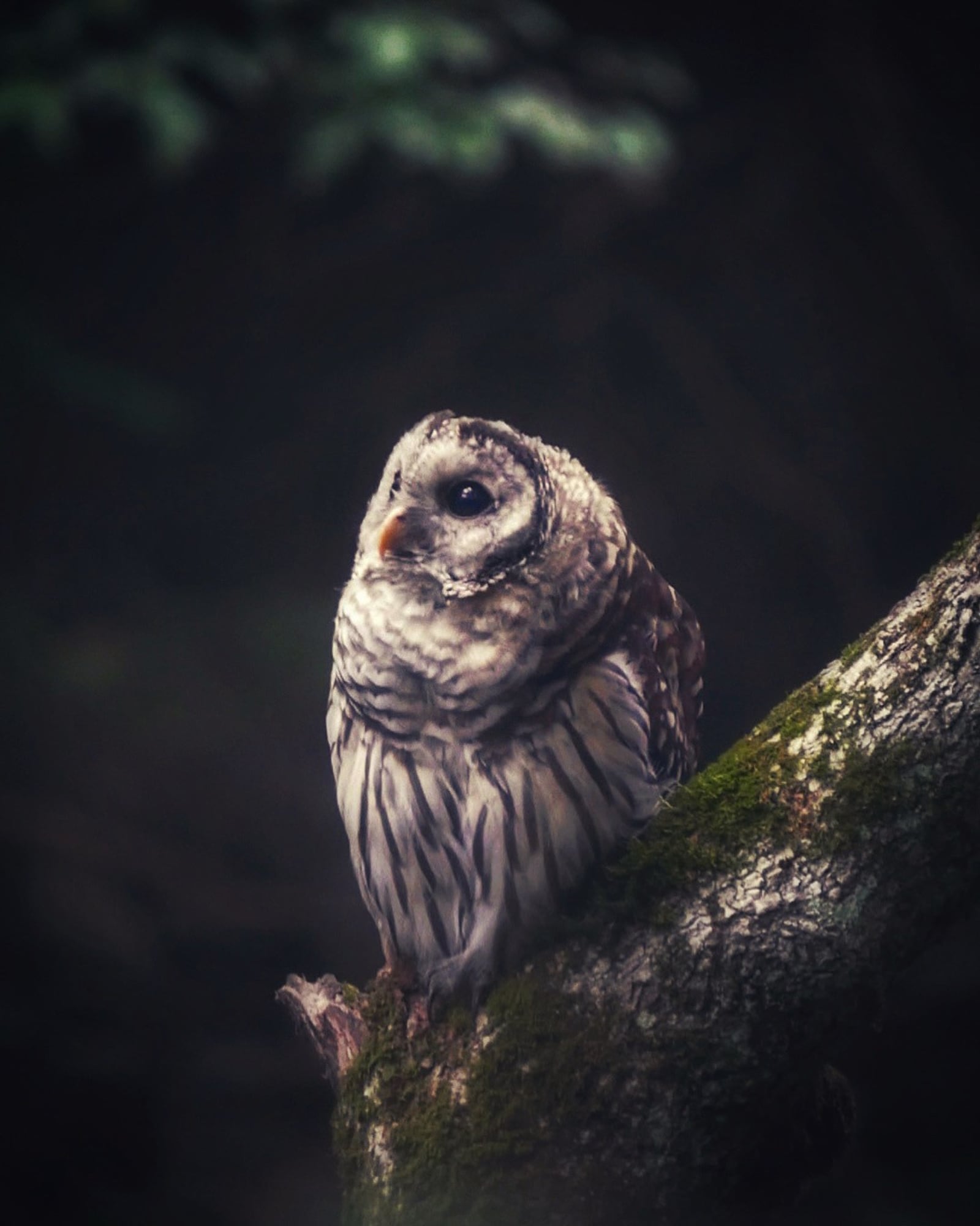 A young barred owl. Photo by Jason Sullivan